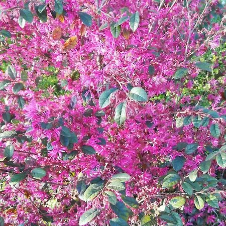 Bed & Breakfast Cascina Nel Bosco Moncucco Torinese