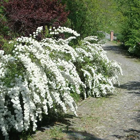 Bed & Breakfast Cascina Nel Bosco 3*